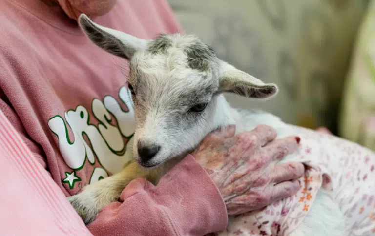 Goat visit to Liberty Place Memory Care - Photo Courtesy of The Enquirer