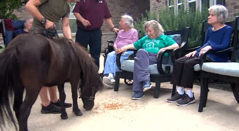Franklin Place Memory Care Residents Enjoy a Miniaturer Horse visit