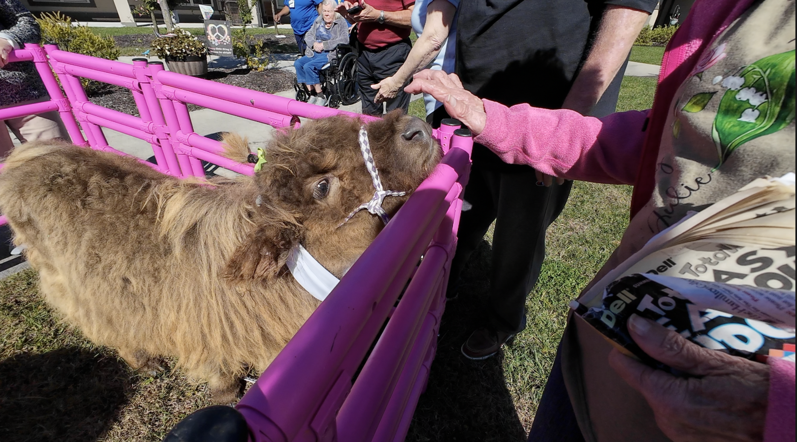 Liberty Place Memory Care Miniature Cow Visit photo WCPO De Jah Gross