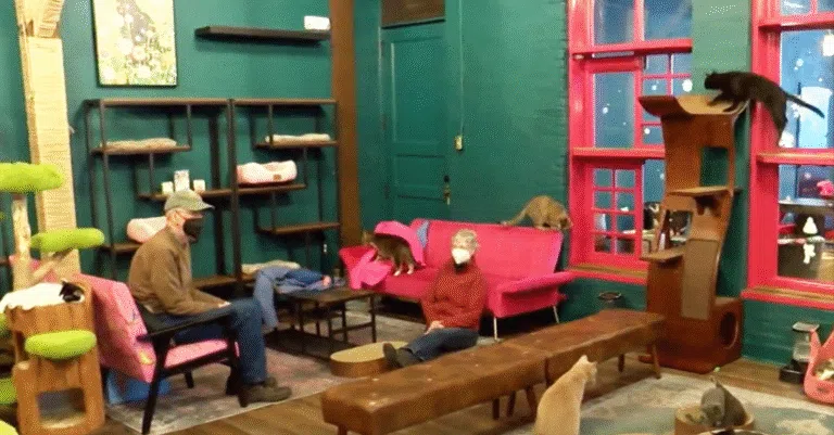 Savoy Place Memory Care residents deliver hand made blankets to local cat adoption center