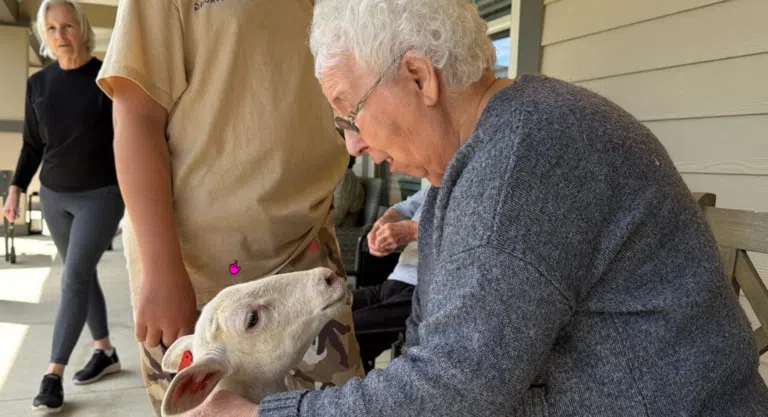 Resident of Liberty Place Memory Care pets a therapy lamb
